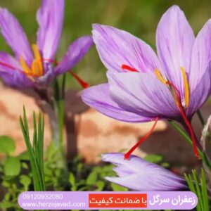 زعفران سر گل
